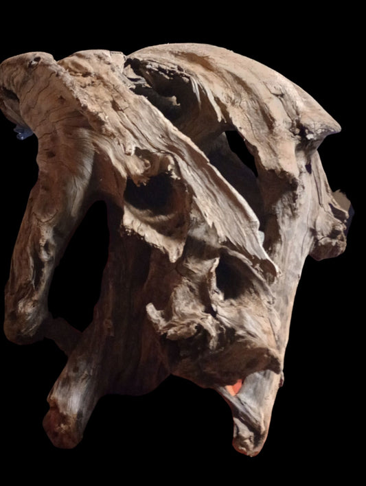 Cedar Driftwood