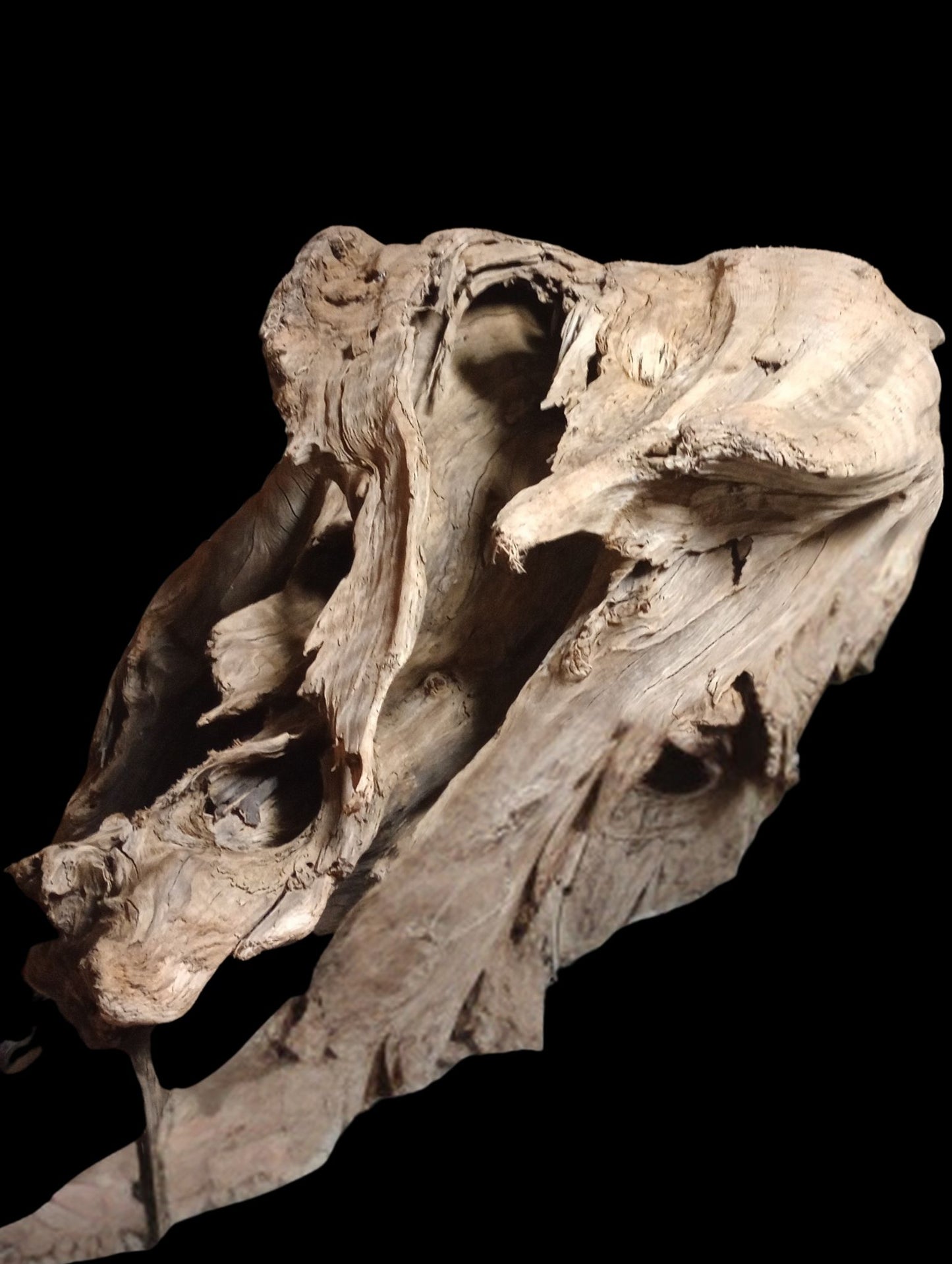 Cedar Driftwood